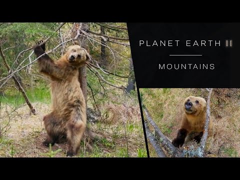 Pole dancing bears - Planet Earth II: Mountains Preview - BBC One