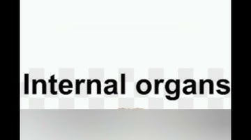 EVS (Class 4) Lesson- 2 Our Internal Organs