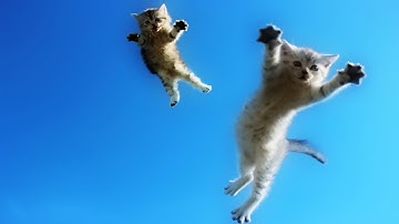 Funny Cats Jump Fail - Part 3