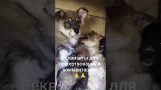 РЕКВИЗИТЫ В ШАПКЕ ПРОФИЛЯ. Не будьте равнодушными… #рек #рекомендации #помощьбездомным #приют