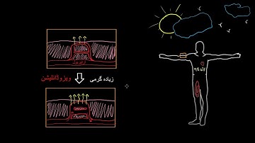 Thermoregulation in the circulatory system |  Circulatory system physiology |   NCLEX RN