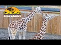 Tajiri &amp; Desmond  - Giraffe Deck Cam - Animal Adventure Park