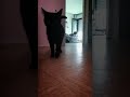 Pourquoi mon chat est-il bizarre après mon retour de vacances ?