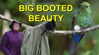 Gorgeous Hummingbird with HUGE Boots