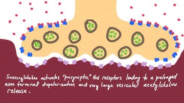 How does succinylcholine cause fasciculations?