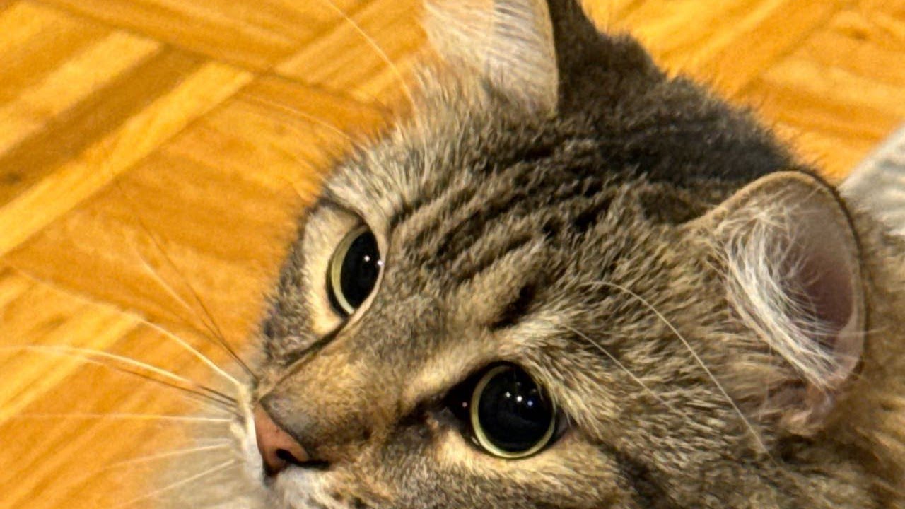 Most funny cat 🐈 🥰 videos/cat lol treat too much /try not laough 🤣