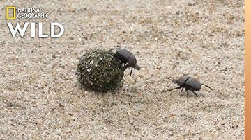 Dung Beetles Battle for a Ball of Poop | Nat Geo Wild