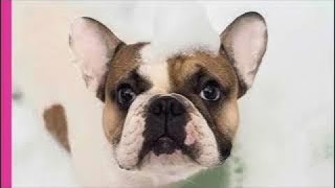 Minicle Micro Bubble Outdoor Non Electric + Phiten Brush