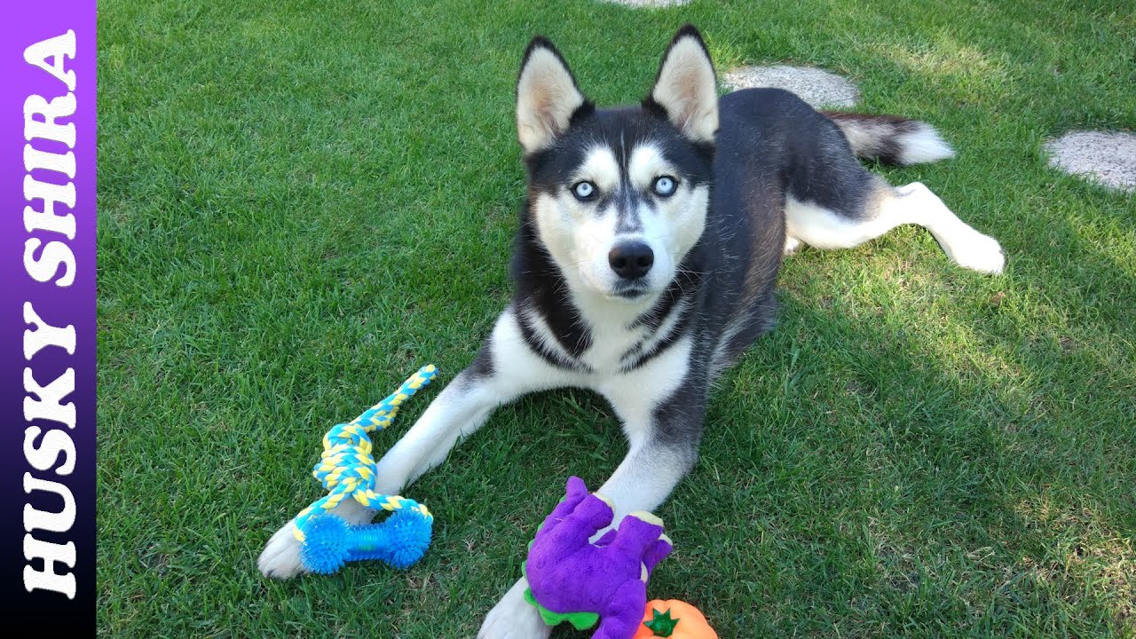 The Funniest Husky Turns 3 Years Old Part II YouTube the-funniest-husky-turns-3-years-old-part-ii-youtube