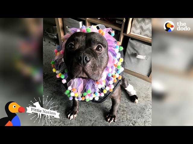 Pit Bull Rescued From Dogfighting Slowly Turns Into The Happiest Pup | The Dodo Pittie Nation