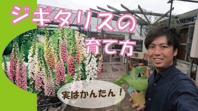 ジキタリス 育て方 管理方法 おうちでガーデニング 開花園チャンネル Youtube ジキタリス 育て方 管理方法 おうちでガーデニング 開花園チャンネル Youtube