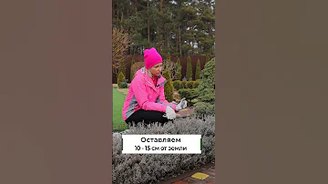 Не стригите лаванду в марте! Когда нужно делать обрезку лаванды весной? #shorts