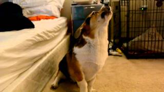 A perfect corgi howl