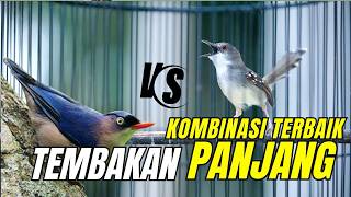 Live Masteran Tembakan CIBLEK SEJALUR!! CUCAK CUNGKOK Super Mewah - KOMBINASI CIBLEK 3 LAGU