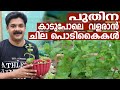 പുതിന കാടുപോലെ വളരാൻ ചില പൊടികൈകൾ | Puthina Krishi Tips | Mint Farming Malayalam