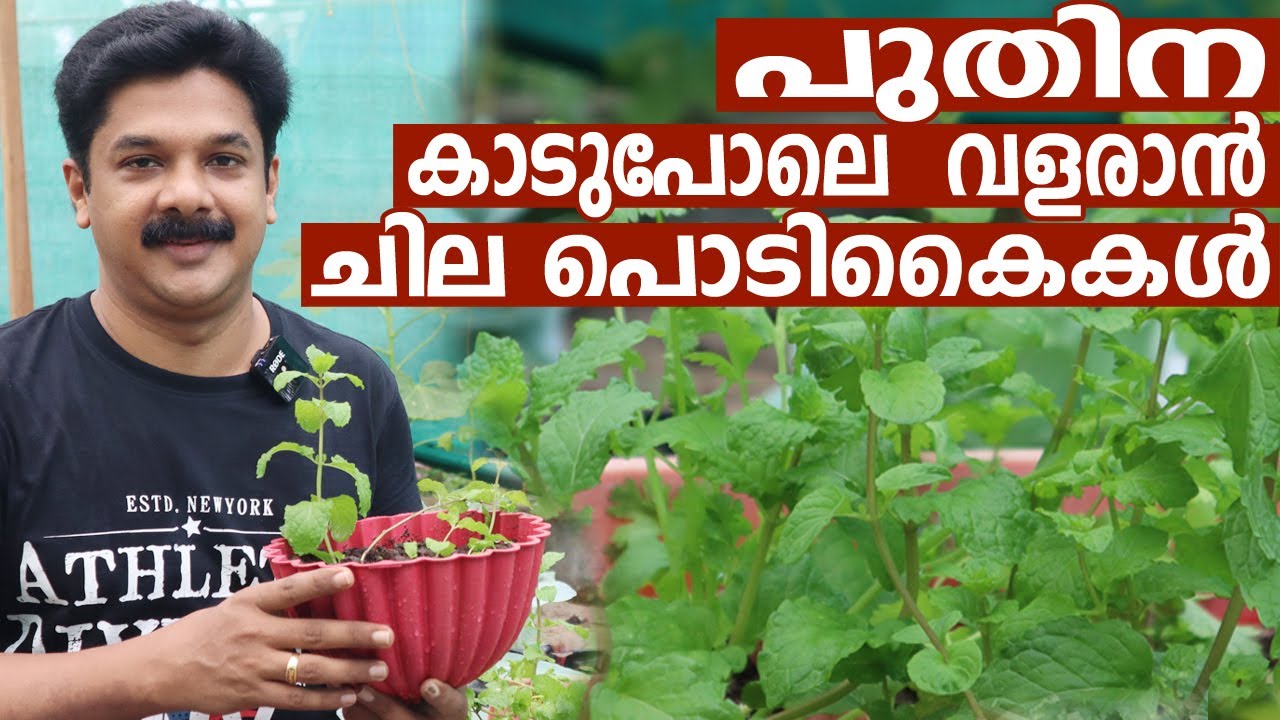 പുതിന കാടുപോലെ വളരാൻ ചില പൊടികൈകൾ | Puthina Krishi Tips | Mint Farming Malayalam