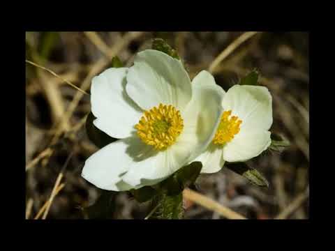 Video: Información sobre la flor del viento griega: consejos para el cuidado de la flor del viento griega