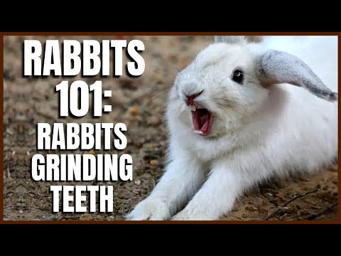 Rabbit 101: Rabbits Grinding Teeth