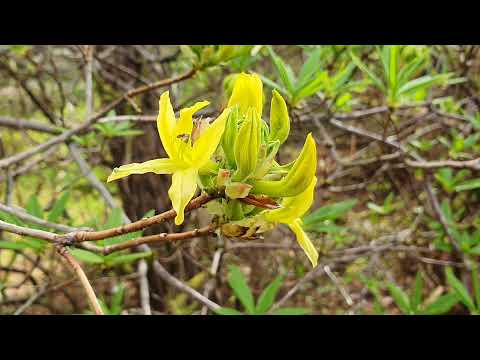 Video: Rhododendron Luteum – Wie man Geißblatt-Azalea-Pflanzen anbaut