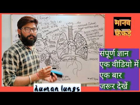 मनुष्य के फेफड़े (human lungs) की संपूर्ण जानकारी हिंदी में।