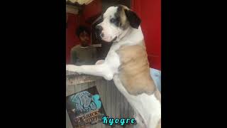 9 month old Ysterberg mastiff@Diedricks_mastiffs #dogsoftiktok #viral