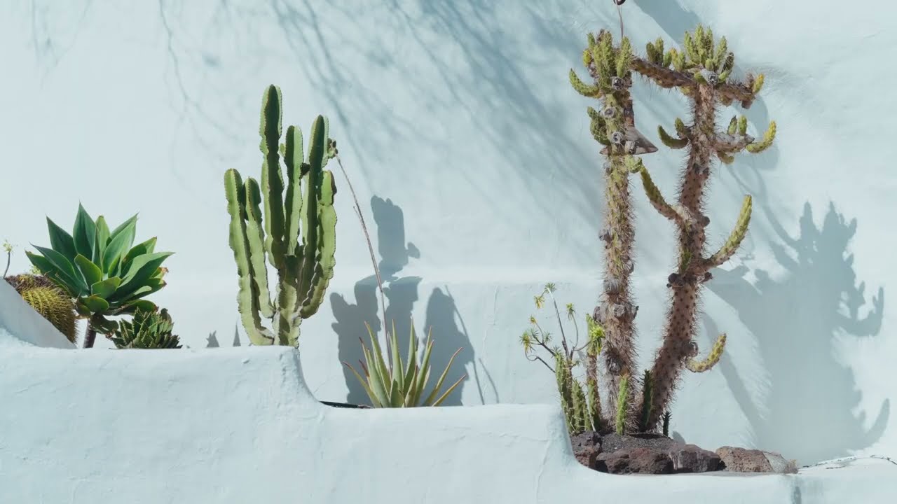 LA ISLA Y EL MAR | Where Design Meets Volcanic Beauty