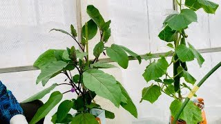 なす 3本仕立て 畑がなくても夏野菜が簡単に作れる 誰でもかんたんに袋栽培 19 7 30 Youtube