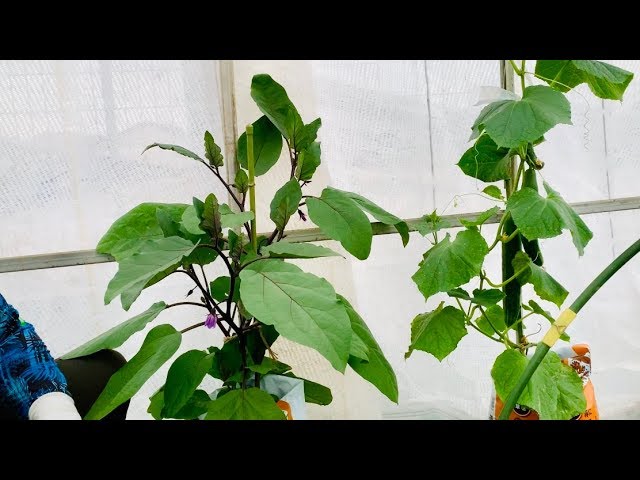 なす 3本仕立て 畑がなくても夏野菜が簡単に作れる 誰でもかんたんに袋栽培 19 7 30 Youtube