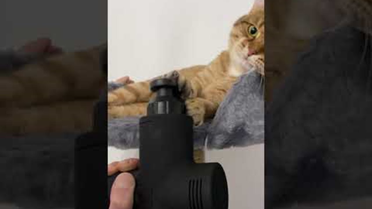 Cat Mesmerized by Vibrating Massage Toy || ViralHog - YouTube Cat Mesmerized by Vibrating Massage Toy || ViralHog - YouTube