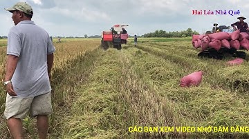 anh em theo máy gặt lúa KUBOTA - DC - 70 đi bắt chuột / Hai Lúa Nhà Quê