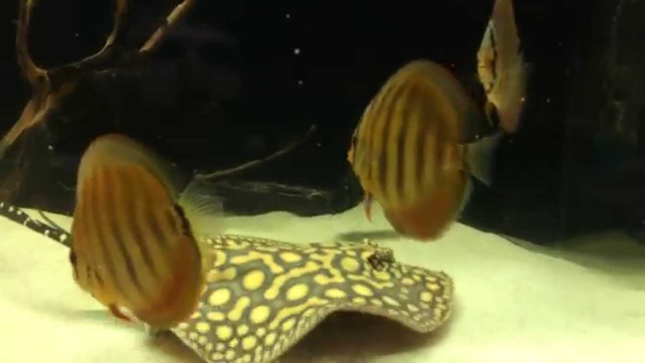 Amazon beautiful fishes eats mussels YouTube