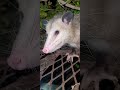 Mama Possum on my trailer