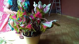 Vou Limpar Minha Planta