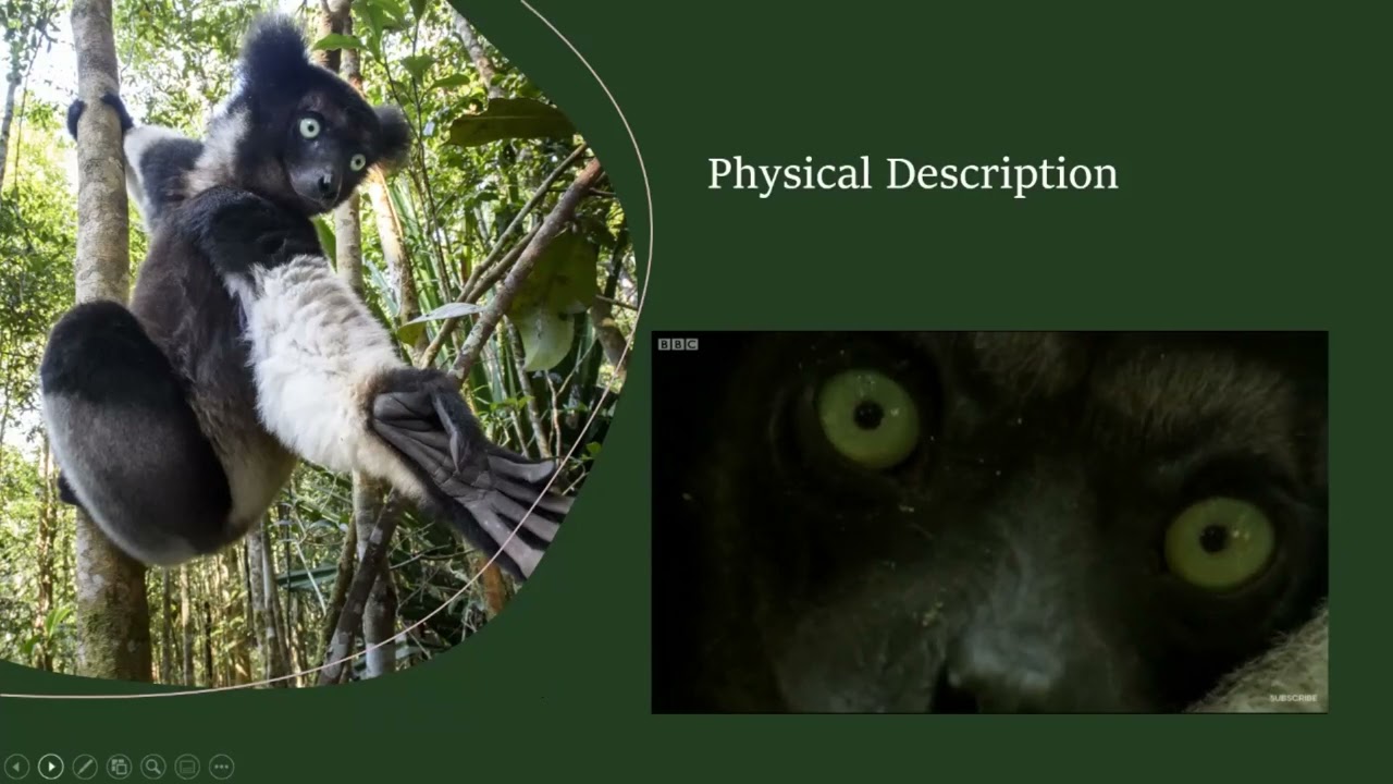 Indri indri - Primate Fact Sheet Presentation