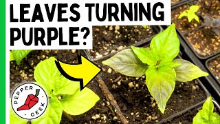 This Is Why Pepper Leaves Turn Purple Purple Leaf Vegetable