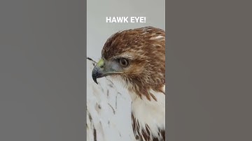 Red-tailed Hawks have amazing eyesight! See full video to learn more!