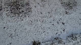 Hundreds Of Little Bird Foot Prints In The Fresh Snow