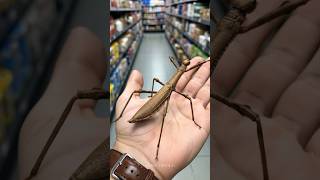 Animals Small To Big Transformation