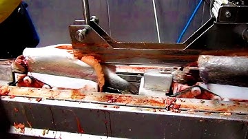 Amazing Fish Processing Line Machine Factory | Modern Food Production Processing Technology