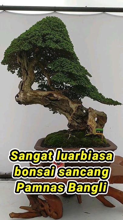 Penampilan luarbiasa,bonsai sancang di acara kontes bonsai nasional di Bangli 2024
