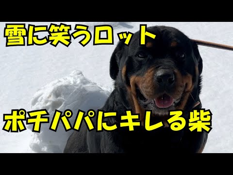 初めての雪だるま作りに笑える一コマ♡