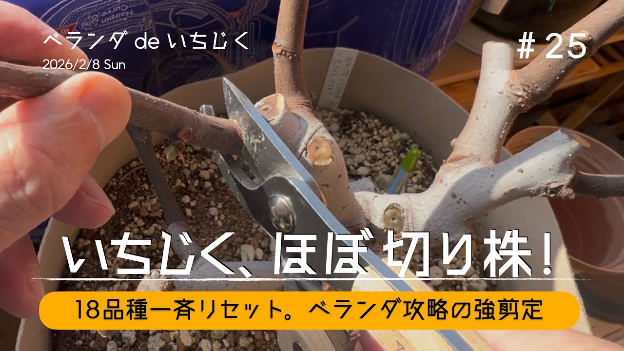 いちじく、ほぼ切り株！18品種一斉リセット｜ベランダ攻略の強剪定　#25
