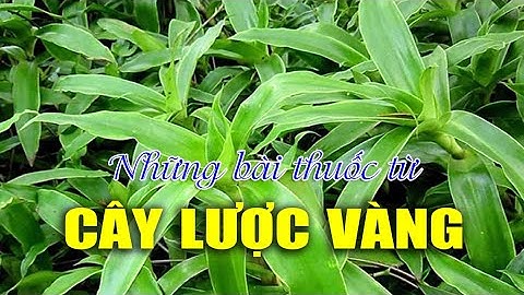 ĐIỆN BIÊN - Những bài thuốc từ cây lược vàng | Vị thuốc quanh ta