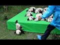 Aww so cute baby pandas playing with zookeeper  funny baby pandas  baby panda falling