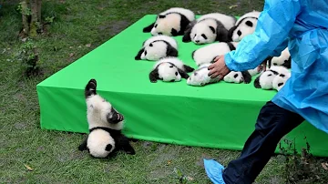 AWW SO CUTE!!! BABY PANDAS Playing With Zookeeper | Funny baby pandas | Baby panda falling