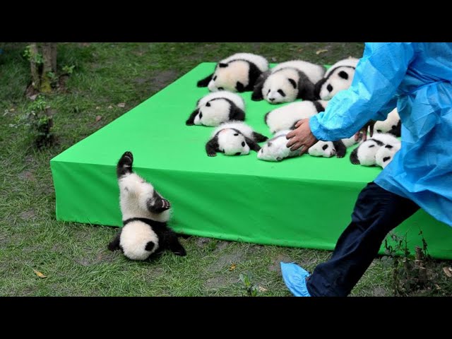 AWW SO CUTE!!! BABY PANDAS Playing With Zookeeper | Funny baby pandas | Baby panda falling class=