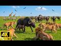 African Wildlife 4K: Amazing Wild Animals Encounters of Kruger National Park With Real Sounds in 4K