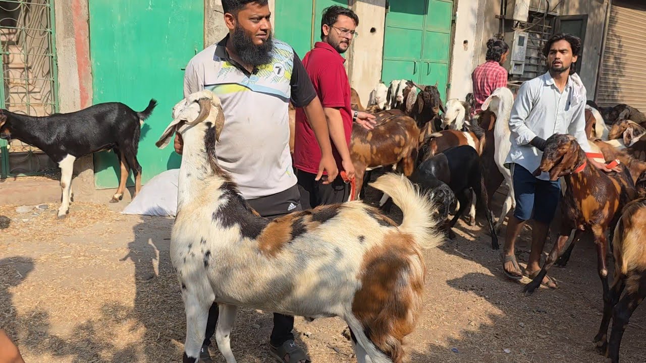 Rahil Bhai Full Truck Unloading Gujri Sojat Shandaar Bakre Rahil Bhai Mohammed Ali ...