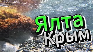 ▶️ Растительный мир под водой у берегов Ялты Крым 2024