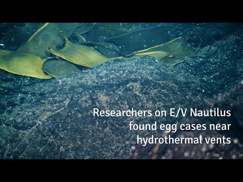 Deep-Sea Skates Incubate Eggs Near Hydrothermal Vents  | Nautilus Live